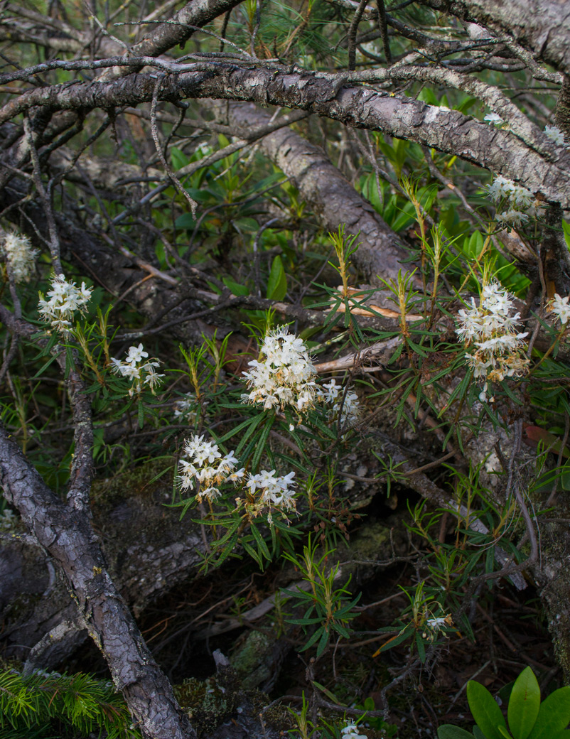 Image of Ledum palustre specimen.