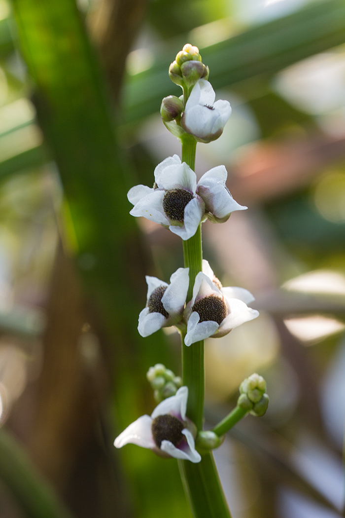 Image of Sagittaria sagittifolia specimen.