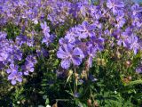 Geranium pratense