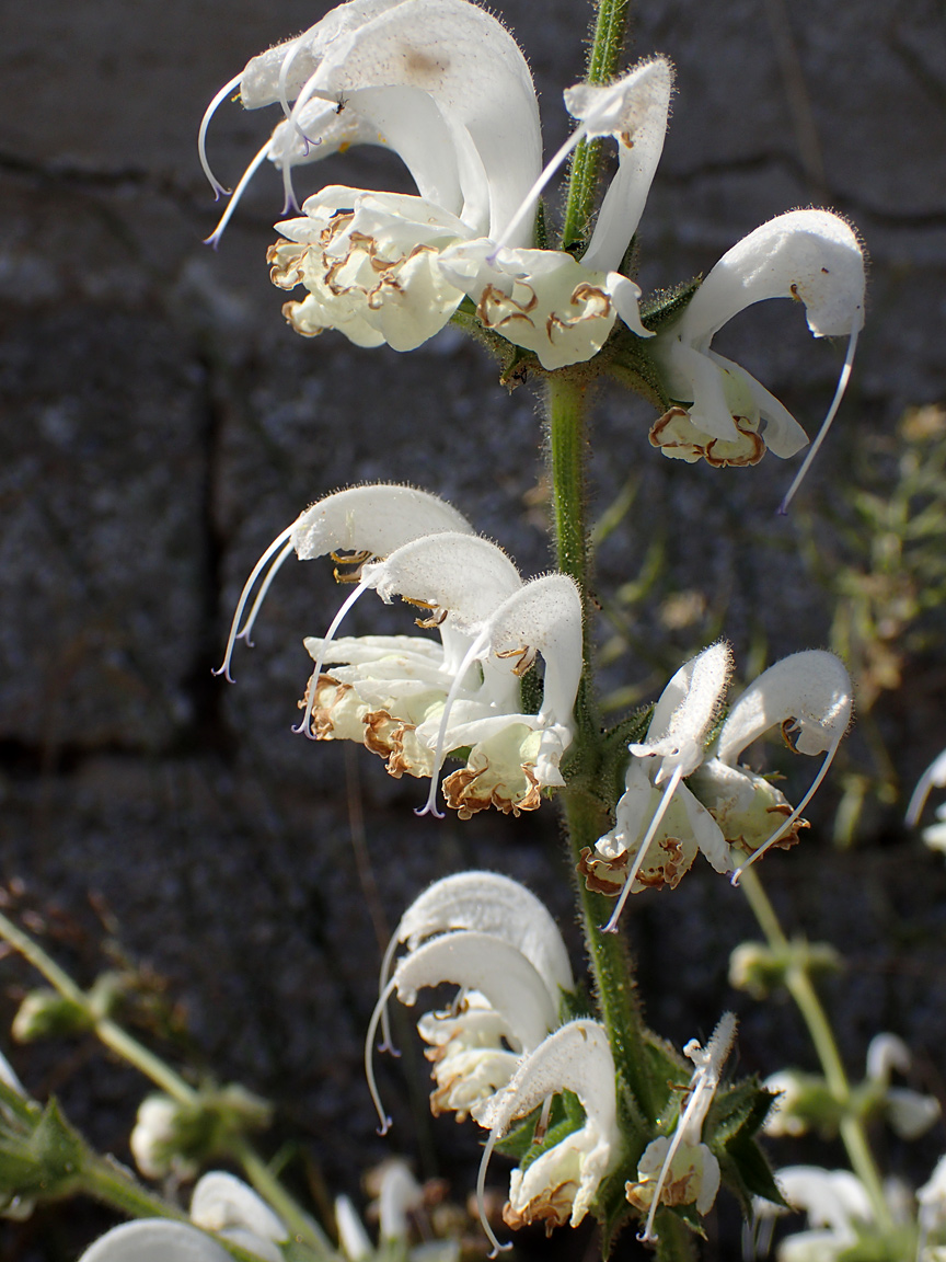 Изображение особи Salvia argentea.