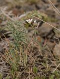 Minuartia krascheninnikovii