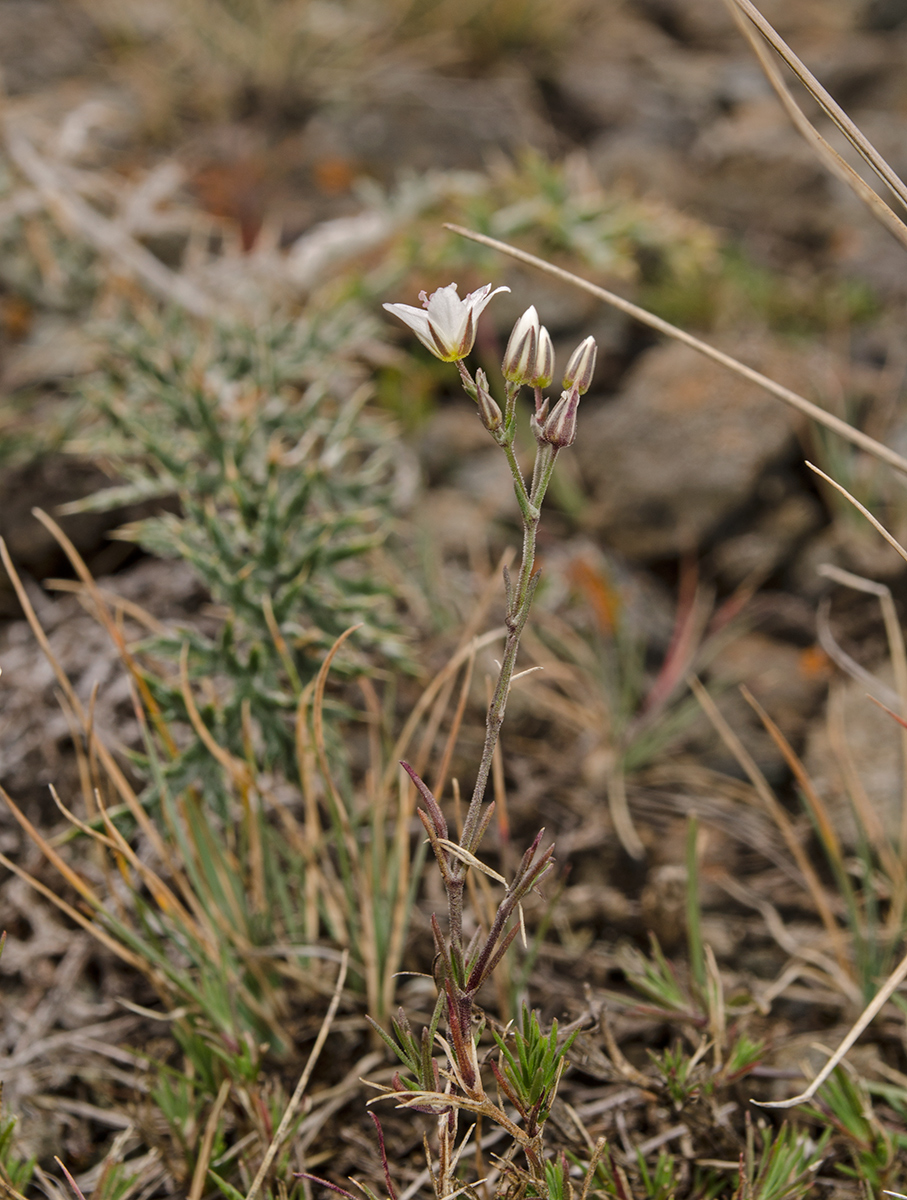 Image of Minuartia krascheninnikovii specimen.