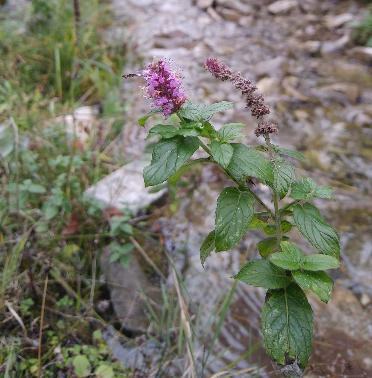 Image of Mentha longifolia specimen.