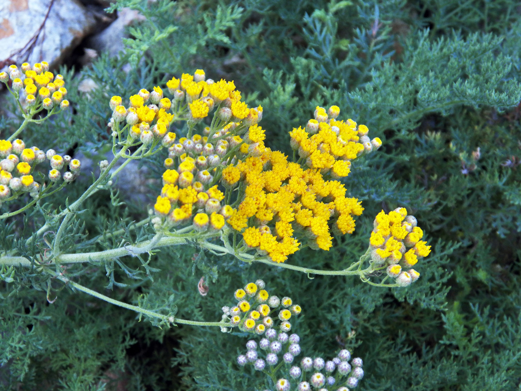 Image of Ajania fastigiata specimen.