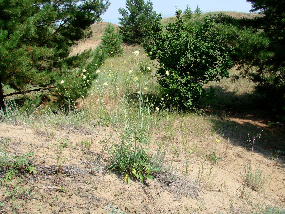 Image of Scabiosa ochroleuca specimen.