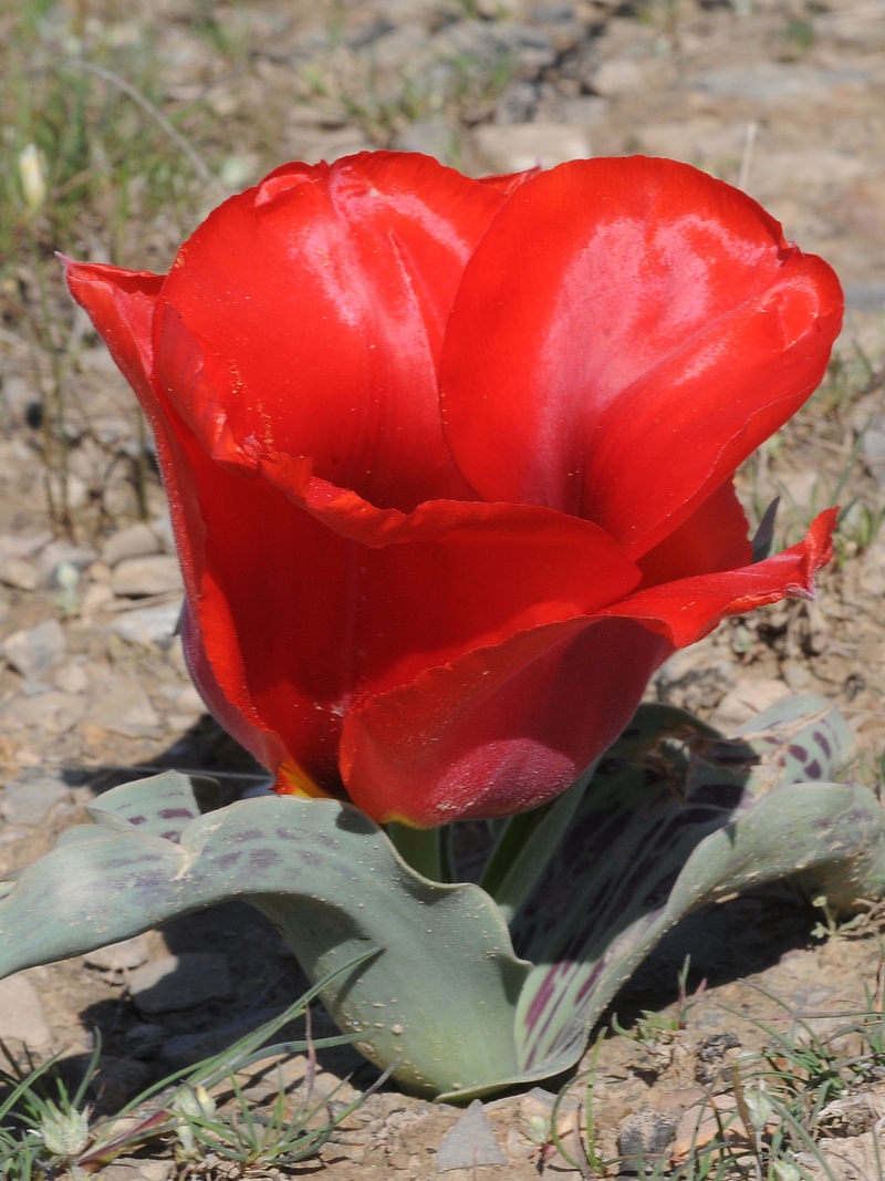 Image of Tulipa greigii specimen.
