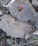 genus Dianthus