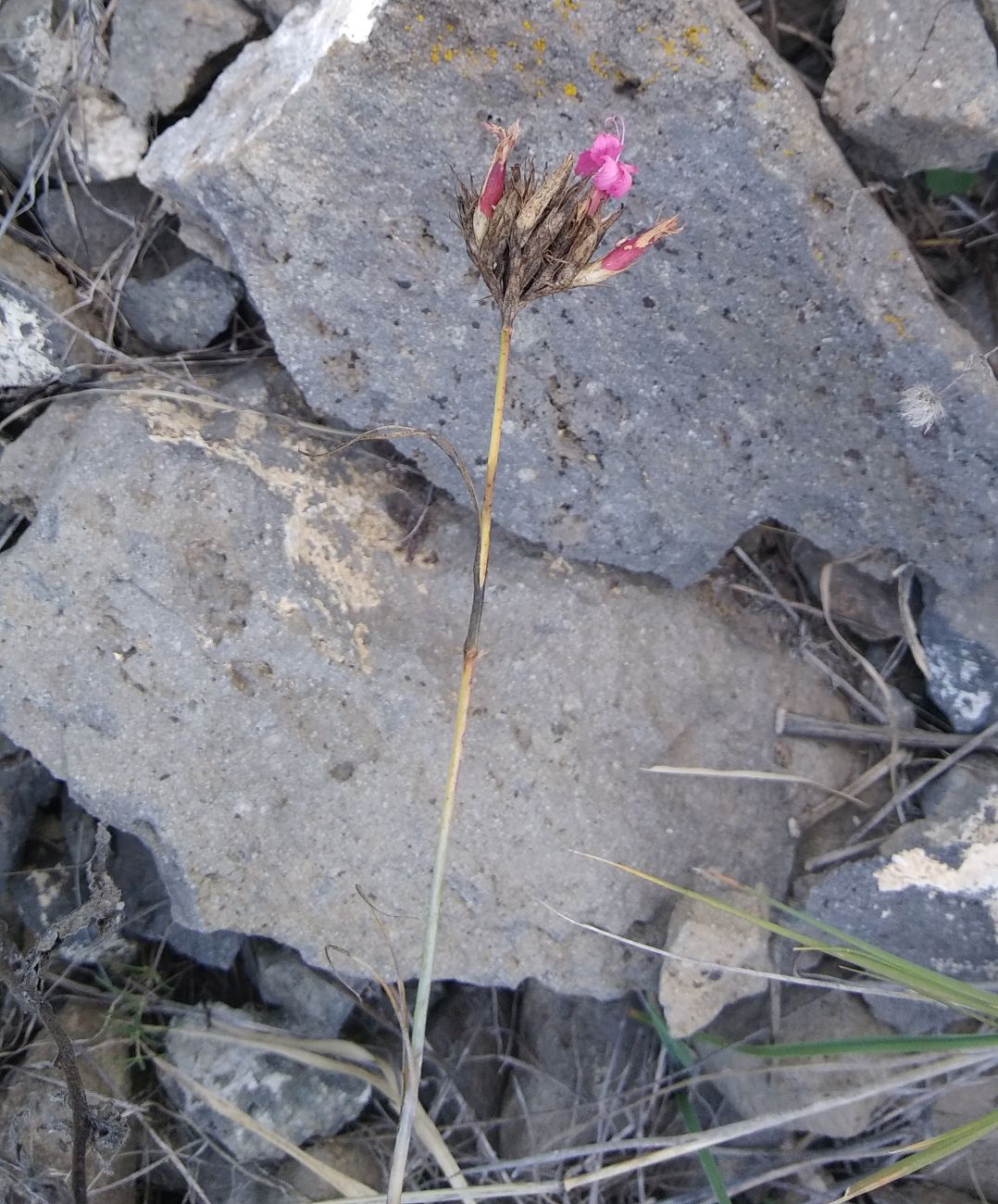 Image of genus Dianthus specimen.