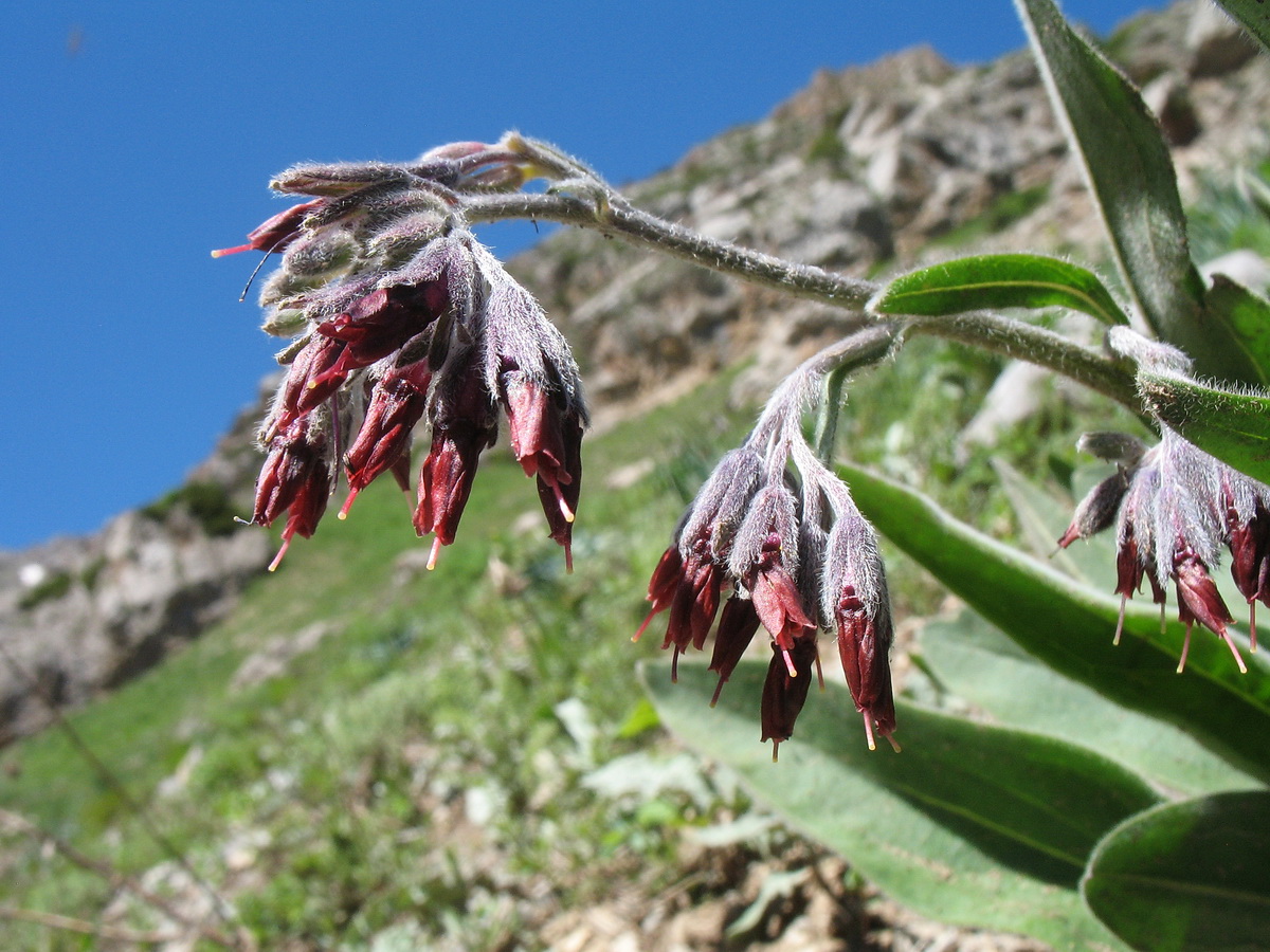 Image of Rindera oblongifolia specimen.