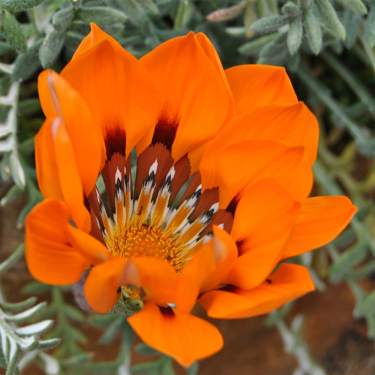 Изображение особи Gazania rigida.