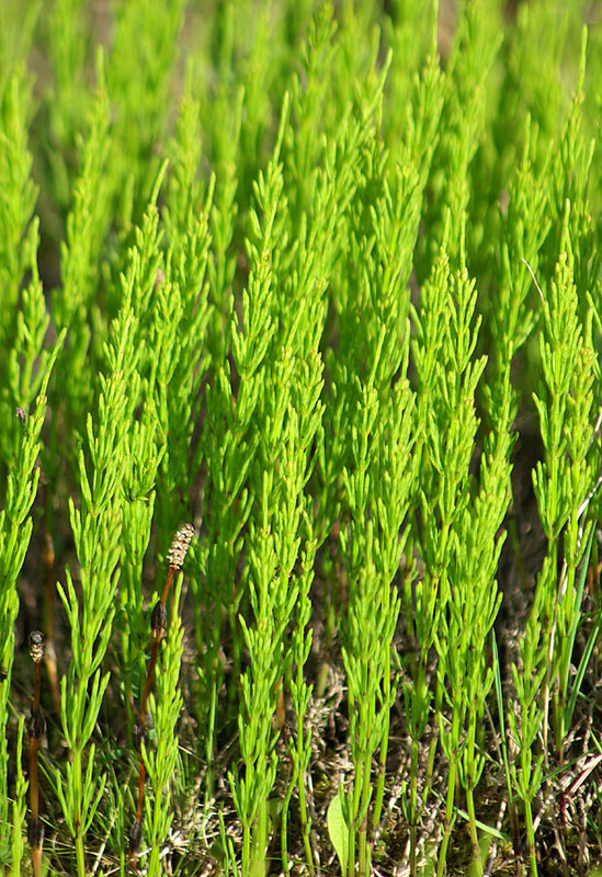 Image of Equisetum arvense specimen.