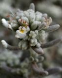 Teucrium capitatum