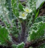 Anchusa aegyptiaca