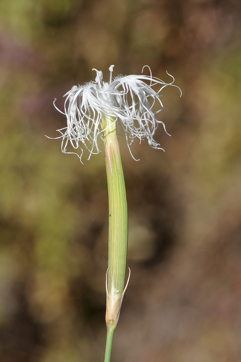 Image of Dianthus kuschakewiczii specimen.