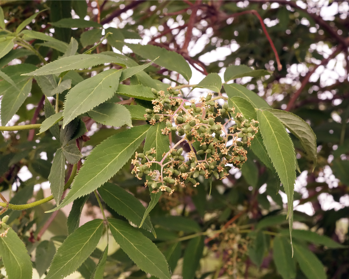 Image of Sambucus sibirica specimen.