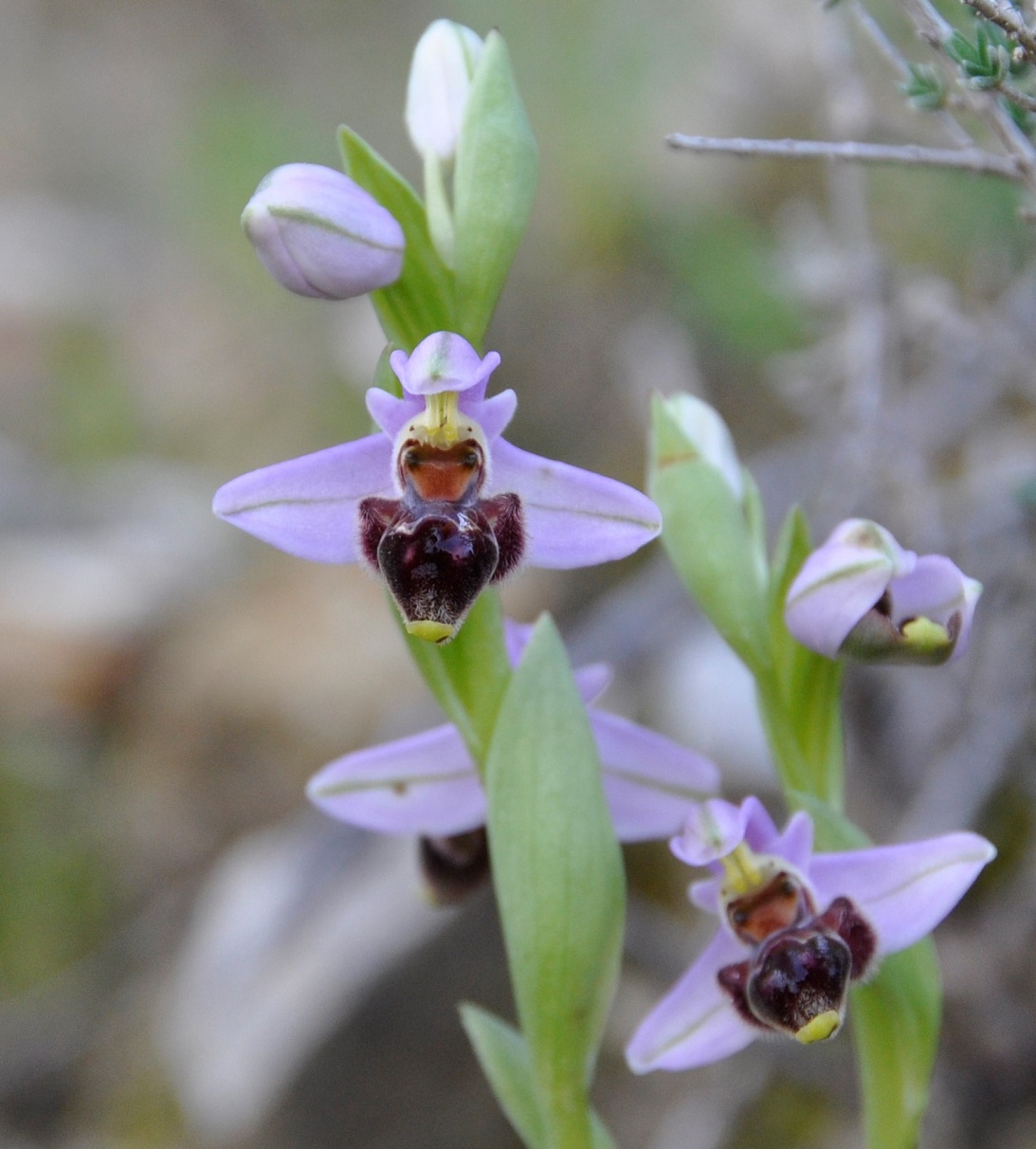 Image of Ophrys lapethica specimen.