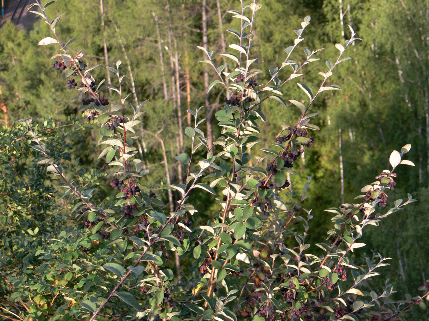 Image of Cotoneaster melanocarpus specimen.