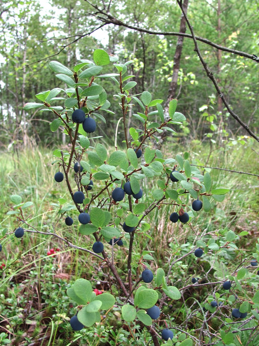 Image of Vaccinium uliginosum specimen.