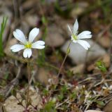 Cerastium jenisejense