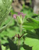 Geranium rotundifolium. Побег с цветком и части листьев. Дагестан, Сулейман-Стальский р-н, окр. с. Касумкент, берег реки. 27.04.2019.