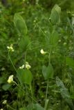 Lathyrus aphaca