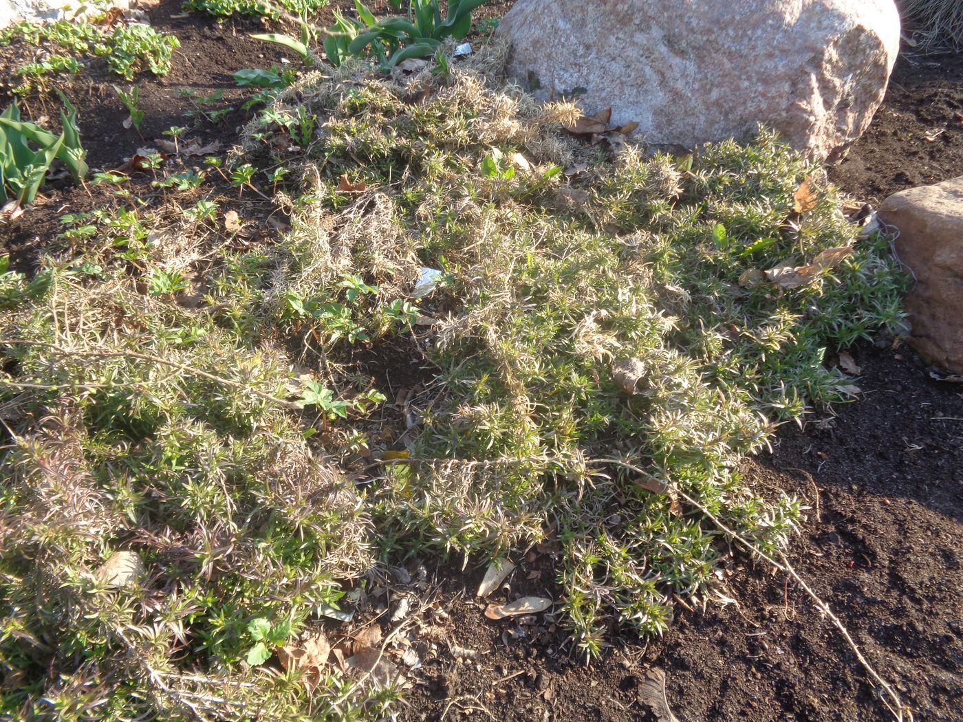 Image of Phlox subulata specimen.