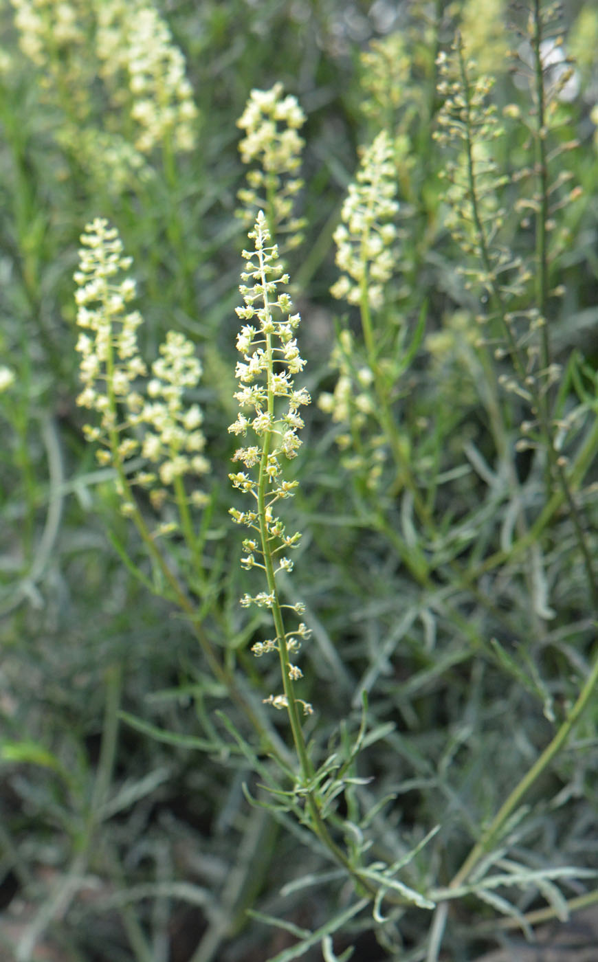 Image of Reseda lutea specimen.