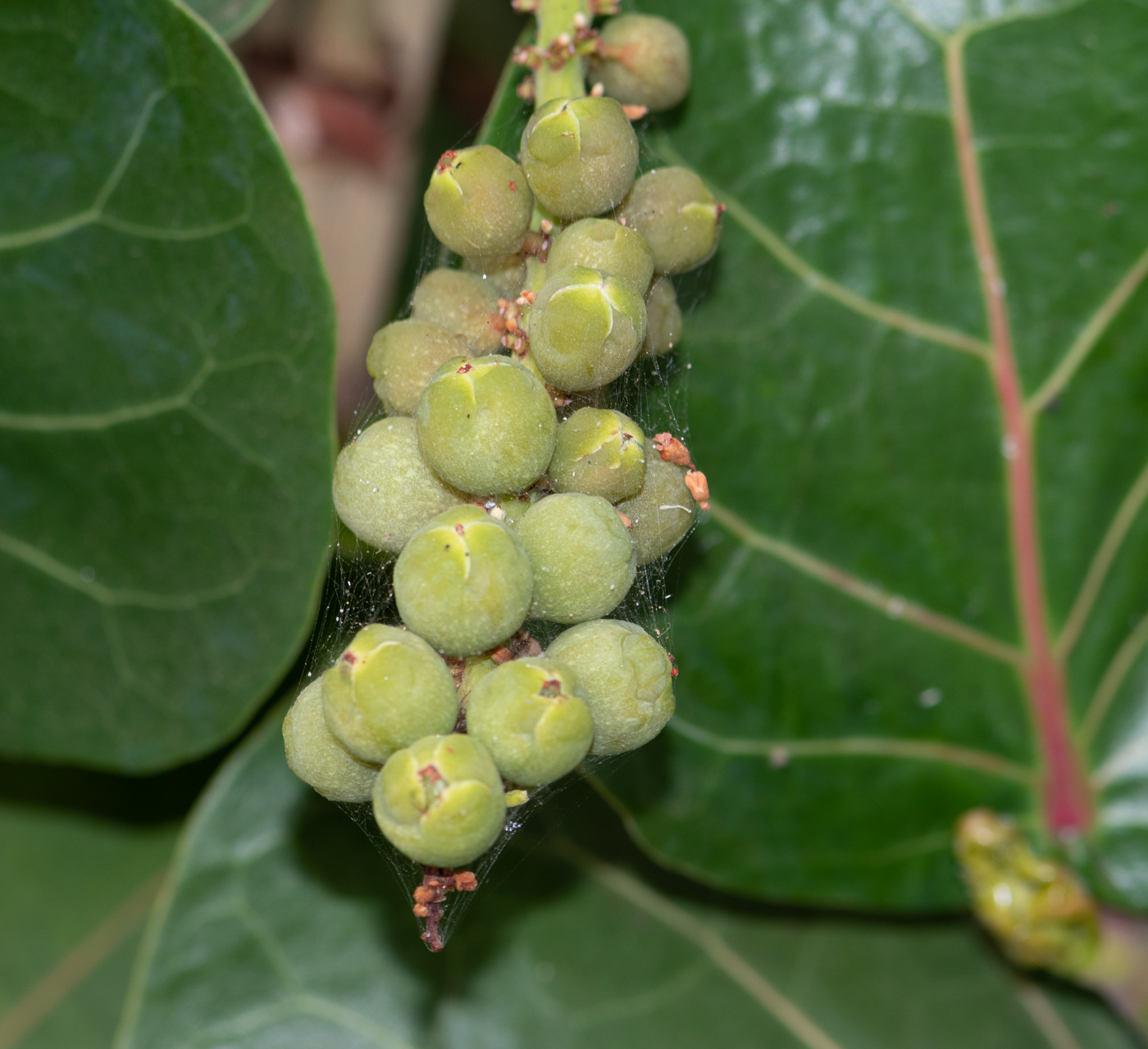 Image of Coccoloba uvifera specimen.