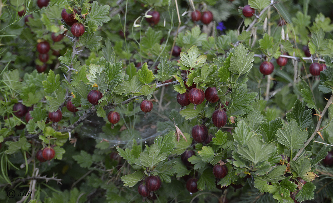 Изображение особи Grossularia uva-crispa.