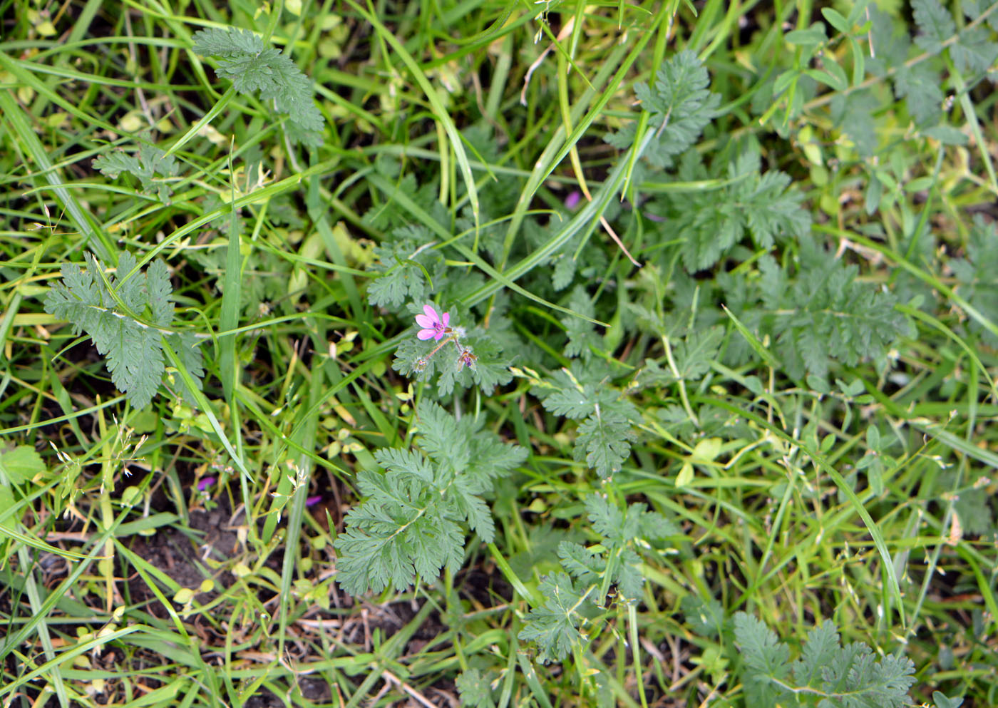 Изображение особи Erodium cicutarium.