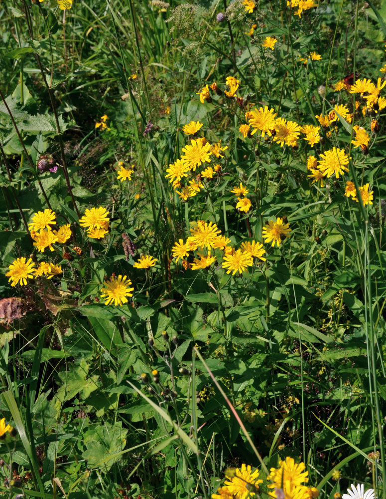 Изображение особи Hieracium umbellatum.