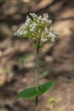 Valeriana tiliifolia