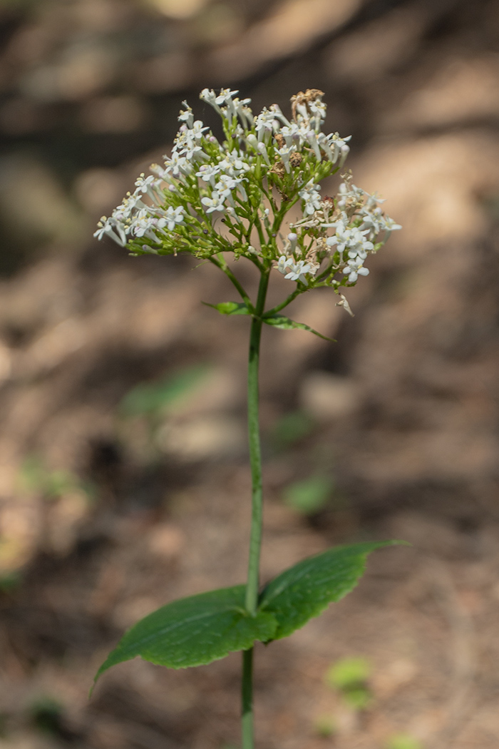 Изображение особи Valeriana tiliifolia.