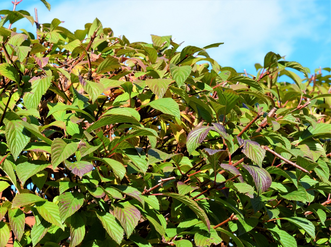 Image of Viburnum &times; bodnantense specimen.