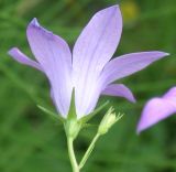 Campanula patula