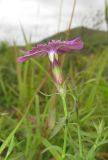 Dianthus chinensis. Верхушки побегов с цветком и бутонами. Приморский край, Хасанский р-н, окр. с. Витязь, луг. 13 сентября 2019 г.