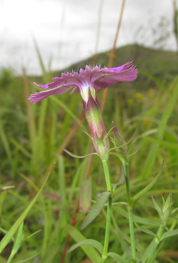 Изображение особи Dianthus chinensis.