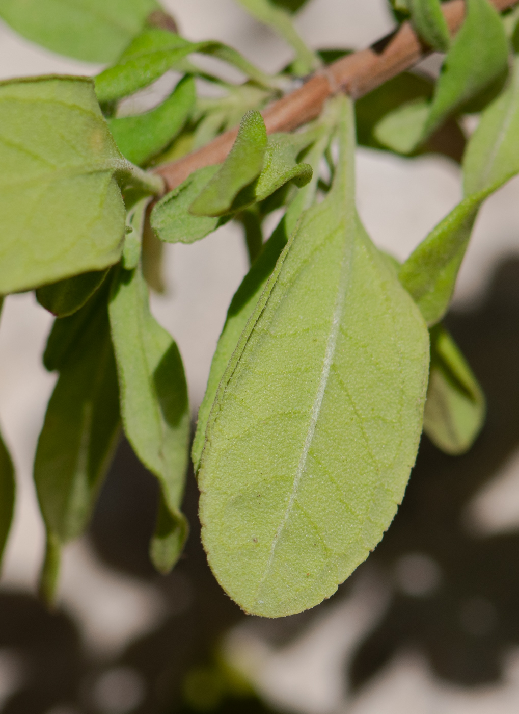 Изображение особи Salvia greggii.