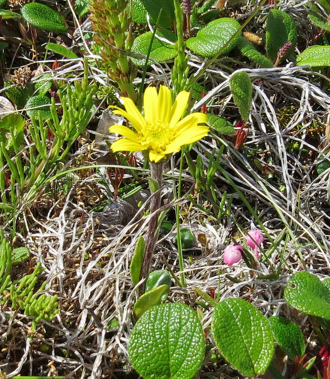 Изображение особи Tephroseris frigida.