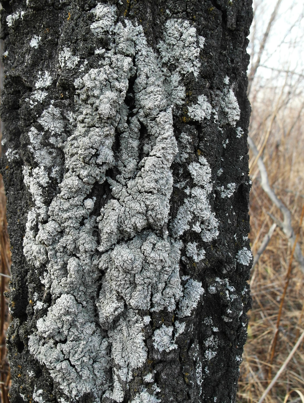 Image of Physcia dimidiata specimen.