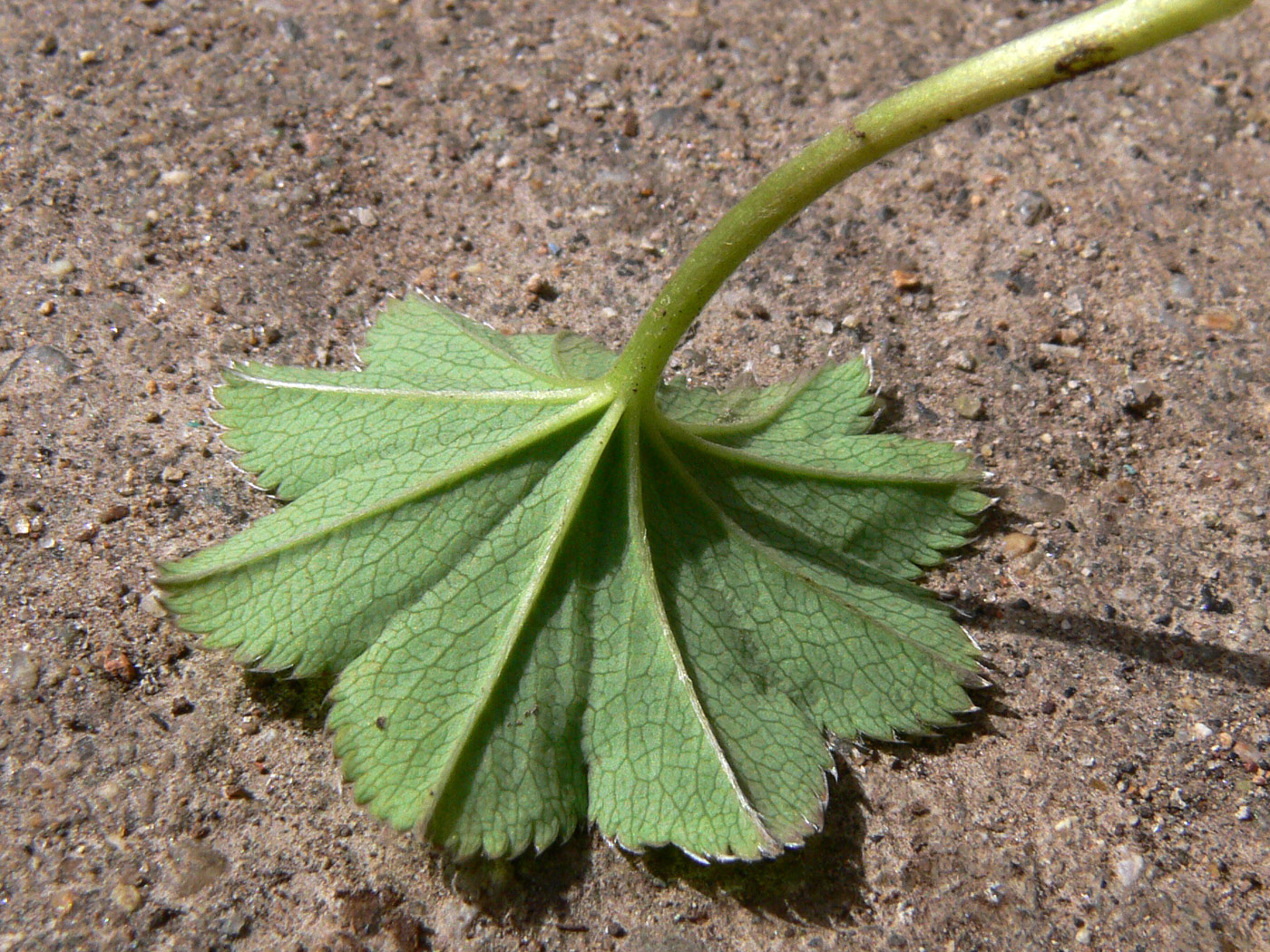 Изображение особи Alchemilla pycnoloba.