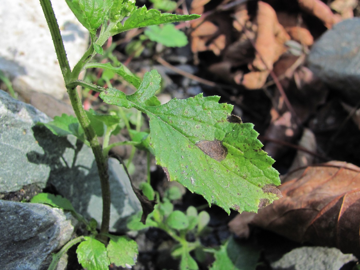 Изображение особи Dichrocephala integrifolia.