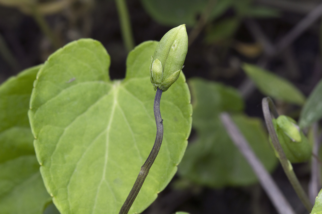 Изображение особи Viola epipsiloides.