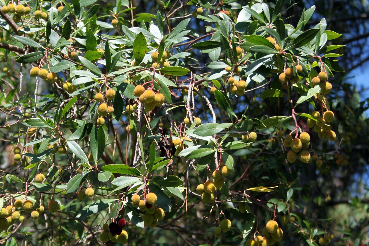 Image of Arbutus unedo specimen.