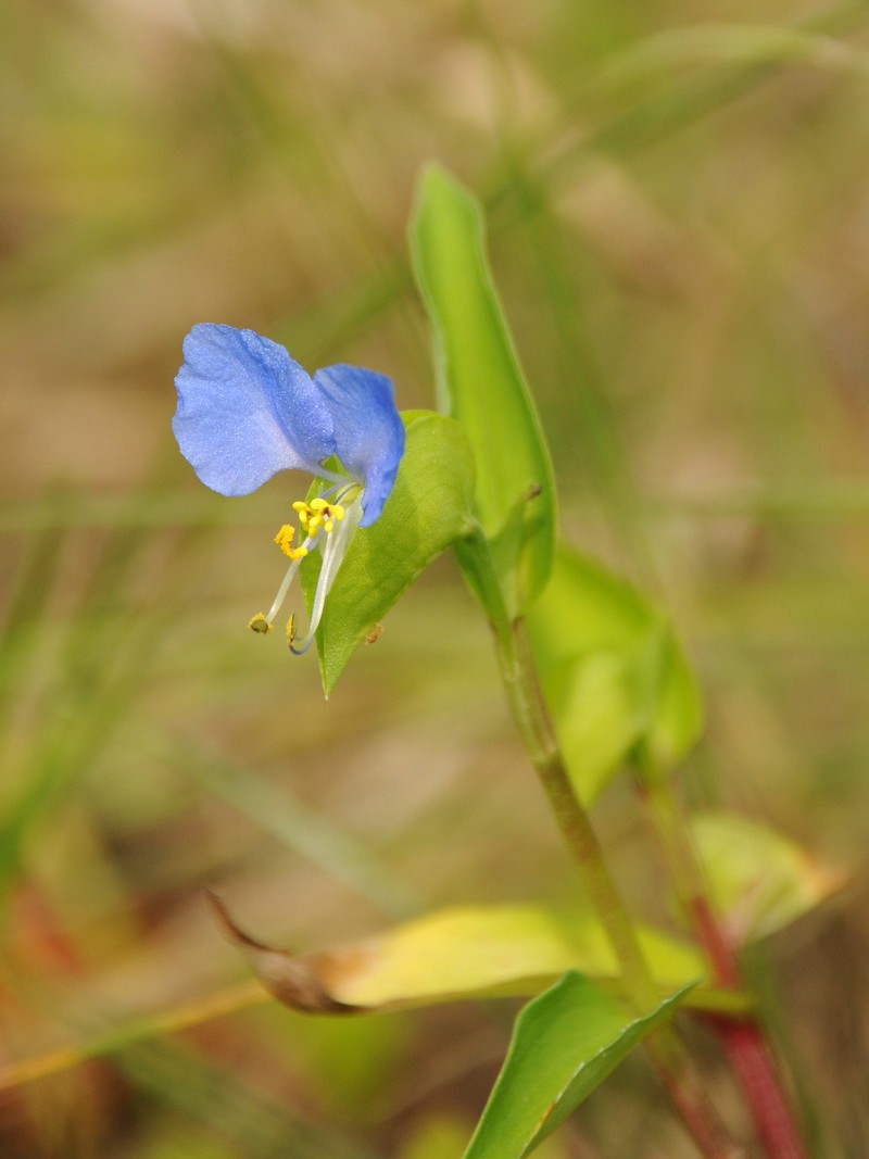 Image of Commelina communis specimen.