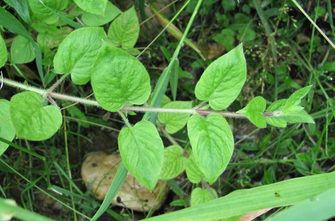 Image of Stellaria nemorum specimen.