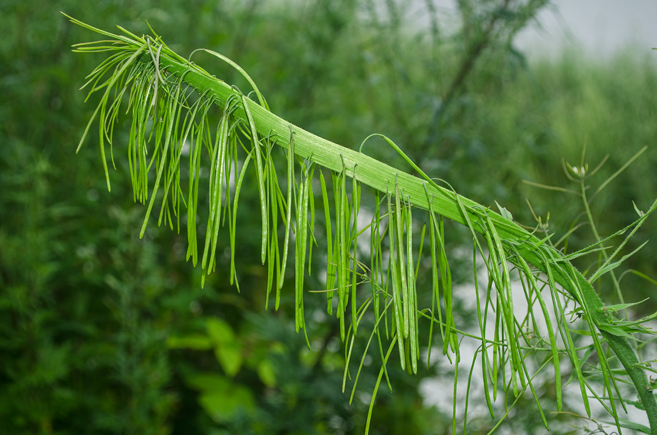 Image of Arabis pendula specimen.