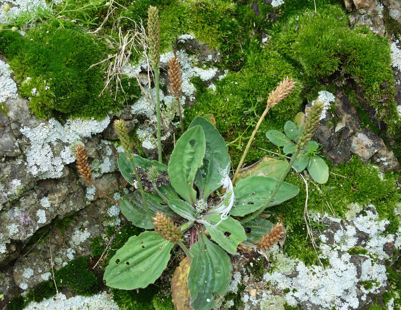 Image of Plantago camtschatica specimen.