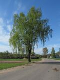 Betula pendula. Вегетирующее растение. Беларусь, Гродненская обл., Новогрудский р-н, Брольникский сельсовет, дер. Мольничи, обочина асфальтированной дороги. 08.05.2019.