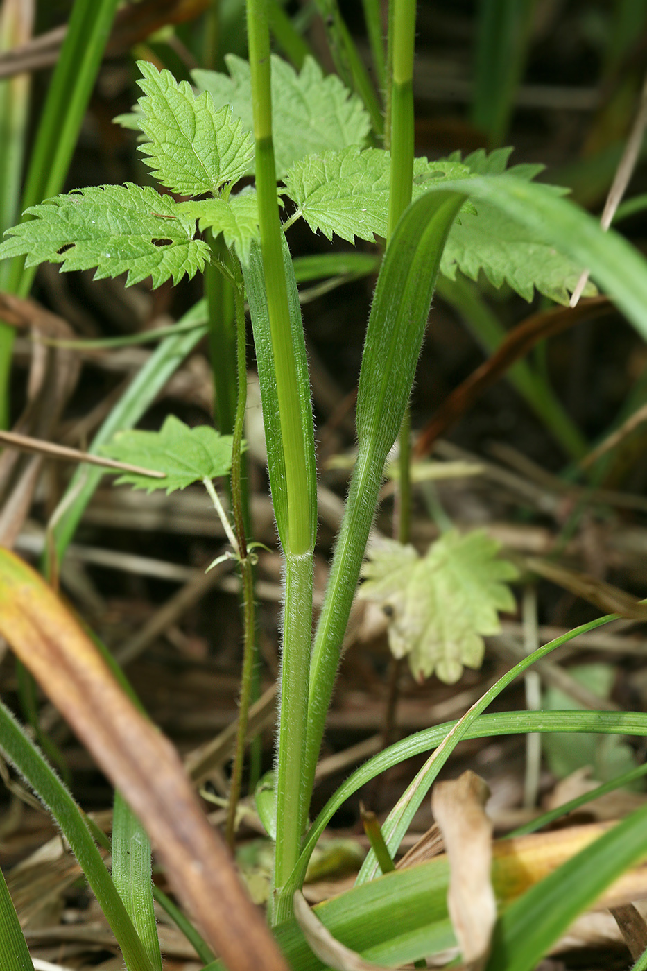 Изображение особи Carex hirta.